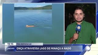 Pra Refrescar Onça Atravessa Lago De Minaçu A Nado