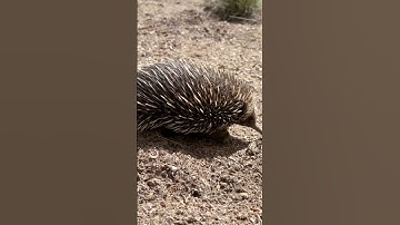 Echidna digging in the dirt