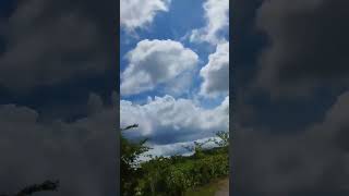 Tee Garden tee viral