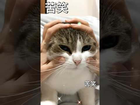 本当に可愛くなれているか心配です😹😂　#ねこ動画 #猫のいる暮らし #ねこ部 #猫好きさんと繋がりたい #ねこ #cat #shorts
