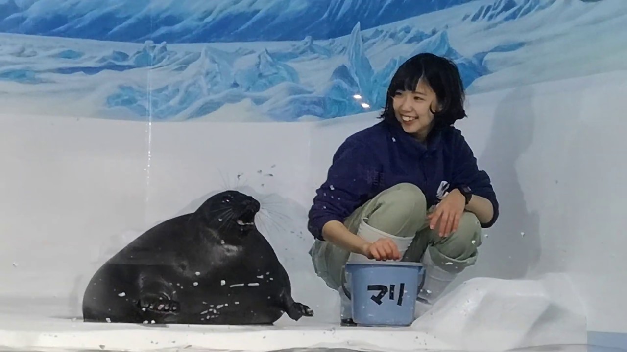 美人すぎる飼育員によるアザラシショー Youtube