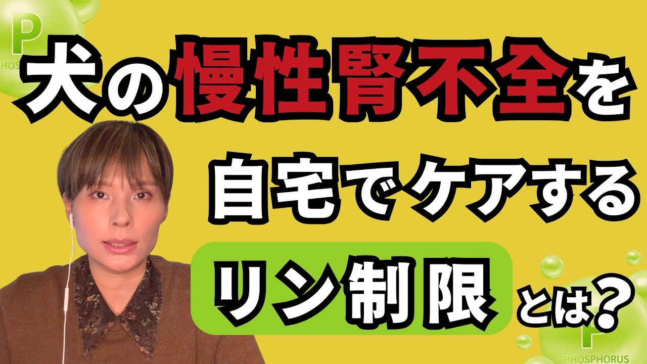 犬の慢性腎不全を自宅でケアするリン制限とは？