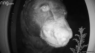 Who's There Bear Sniffs Out Doorbell Camera