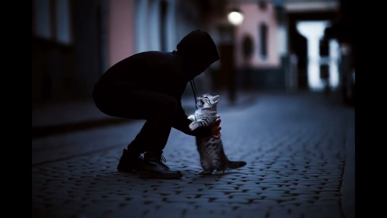 A Hero Cat’s Narrow Escape Dramatic Rescue Story Caught on Came🐾