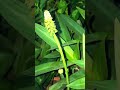 #rarepalnts#lowmaintenanceplants#desertvibes#plantvibes#greenliving#growathome#myjungalow#plantthera
