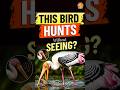 This Bird Hunts Without Seeing