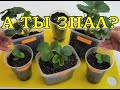 Как вырастить КЛУБНИКУ из семян - 100% результат (сорта, уход, подкормка)🍓🍓🍓