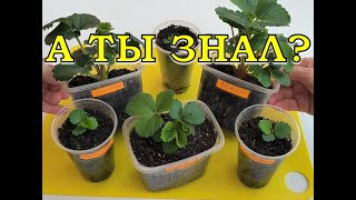 Как вырастить КЛУБНИКУ из семян - 100% результат (сорта, уход, подкормка)🍓🍓🍓