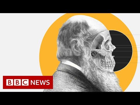 Video: Hvad Darwins Teori Inkluderer