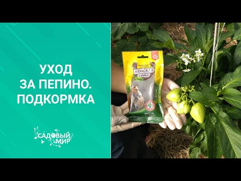 Video: Urea De Pepino: ¿se Puede Regar Para Alimentarlo? ¿Cómo Alimentarse Adecuadamente En Campo Abierto Y En Invernadero? ¿Cómo Diluir La Urea Para La Alimentación Foliar?