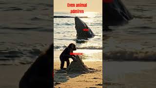 #ai #aishorts #aivideo #ytshorts #yt #chimp #ashifa #shortsfeed #sea #pyramid  #animallovers #whale