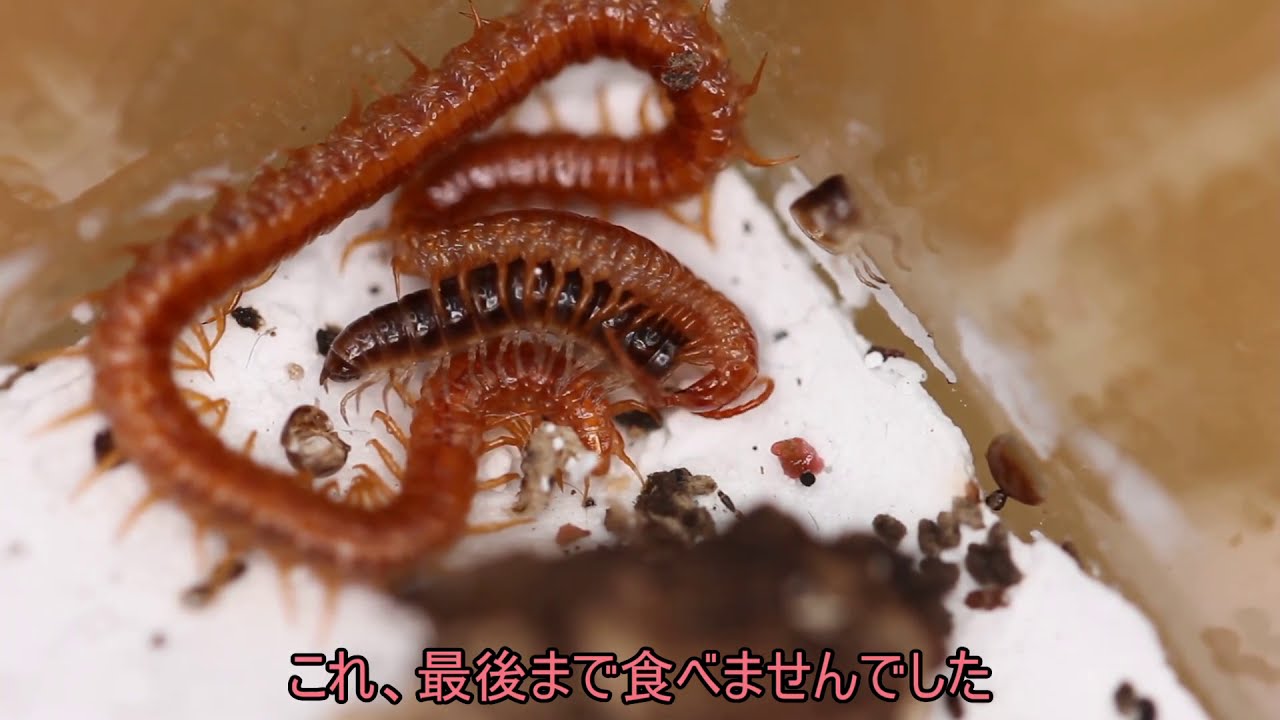 可愛い声つき ツツヅメベニジムカデちゃん食事 ゆっくり実況 毎日1時間 Youtube