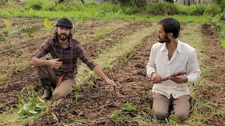 AGROFORESTRY COURSE | Lesson 21, Module 5 - Roots in Food Forests | Food Forest COURSE |