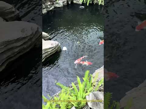 Bể cá cảnh quê hương Nho Quan yên bình #shosrts