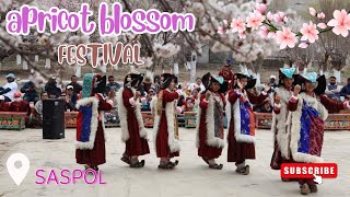 apricot blossom festival 2024 at saspol village, Leh ladakh ￼