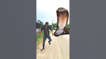 Anaconda snake in real life P208#shorts #short #snake #nagin #python #anaconda #snakes #bigsnake