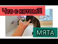 РЕАКЦИЯ КОТА НА КОШАЧЬЮ МЯТУ😨#приколы #животные #смех #ржака #видеопроживотных #угарныевидео #дослез