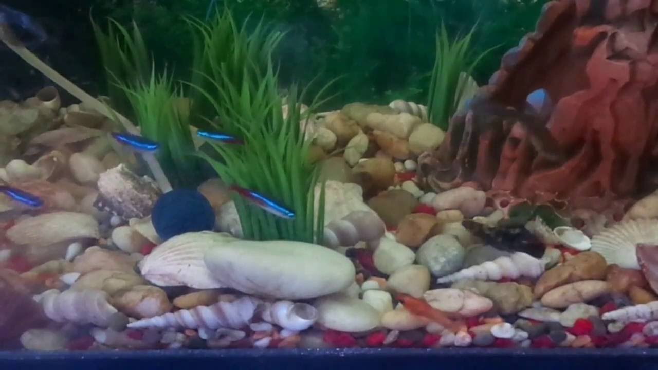 Аквариумные рыбки в домашнем аквариуме - неоны, сомы, меченосцы ...