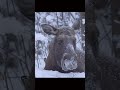 Moose and tit. #shots #animals #wildlife