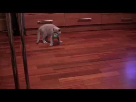 Котенок, последний герой с очередного помета Jessy video editing software free