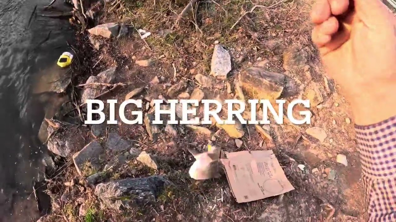 40+ fish, blue cat bass, rainbow, trout, brown trout overpassed month highlight