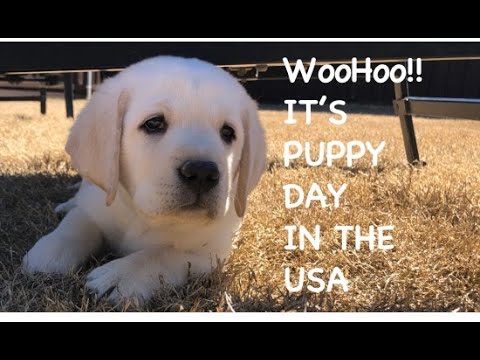 Pet Bringing Tips For Puppy's First Night National Puppy Day USA