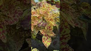 Best Colourful Coleus Plants