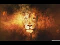 Lion on fire effect live wallpaper  animated background wallpapers loopss