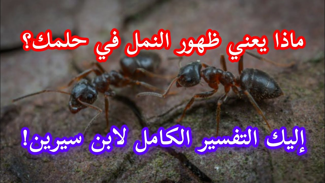 ماذا يعني ظهور النمل في حلمك؟ إليك التفسير الكامل لابن سيرين!