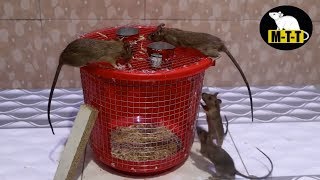 Mouse Trap In Live | Mouse trap a Catch Rat in Home