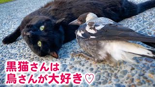 黒猫さんと、鳥さんと、イケメン消防士さんの絆の記録！種を超えた温かい関係にほっこり……♡