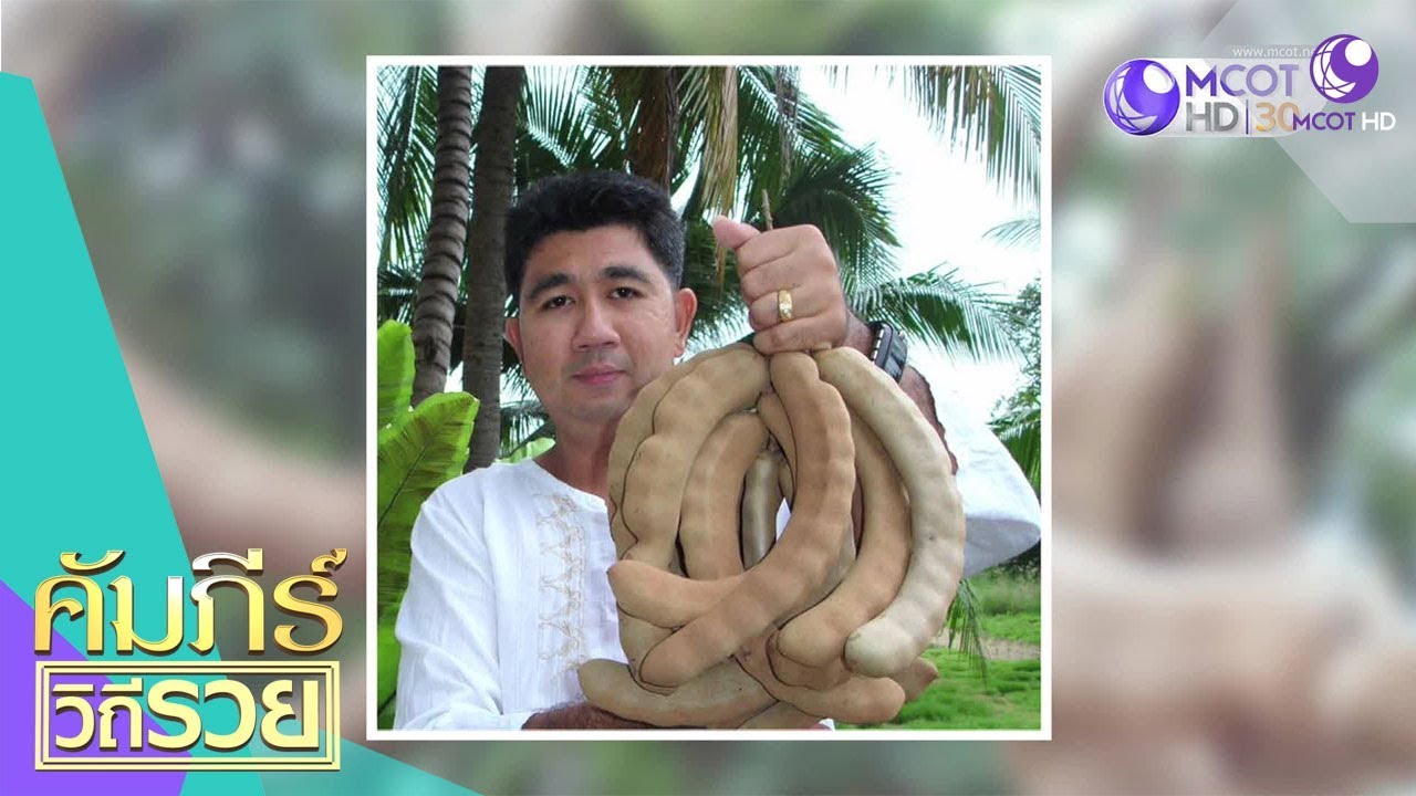 รวยด้วยมะขามเปรี้ยวยักษ์ จ.นครปฐม (11 ต.ค.61) คัมภีร์วิถีรวย | 9 MCOT HD