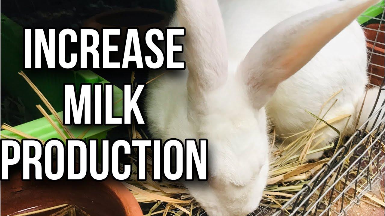 How To Increase Rabbits MILK Production YouTube