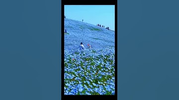 Thumbnail of The Secret Wedding