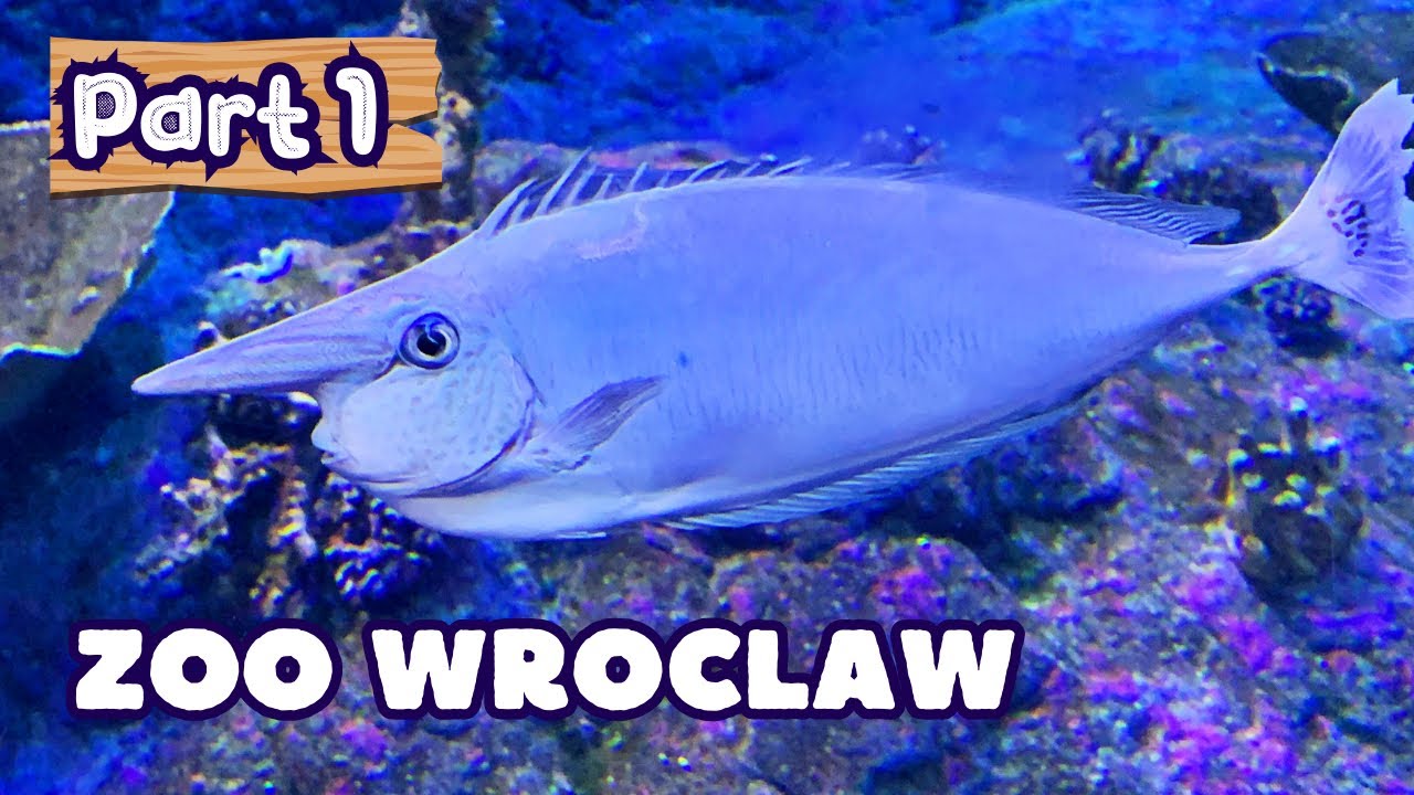 Зоопарк Вроцлава — целый день среди животных. Часть-1