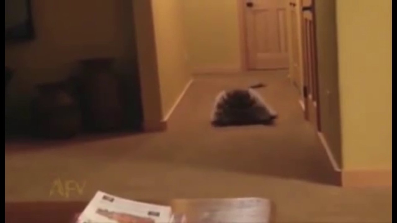 (Batroll'd) Rolling racoon