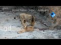 A asiatic lion with lioness in girnar forest  an incredible love seen in nature safari root today