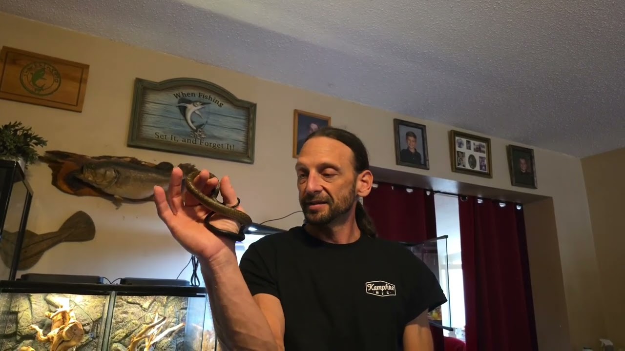 Blacktail Cribos at Harmony Hybrids