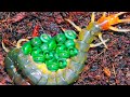 This Is How These 15 Animals Lay Eggs