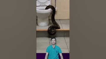 Con trăn chui vào trong toilet #shorts #satisfying #animals