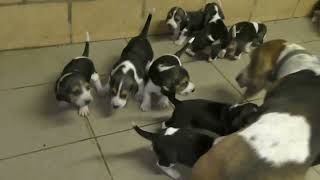 CHIOTS TOOTSIE 4 SEMAINES by Annick 1,229 views 2 months ago 2 minutes, 40 seconds