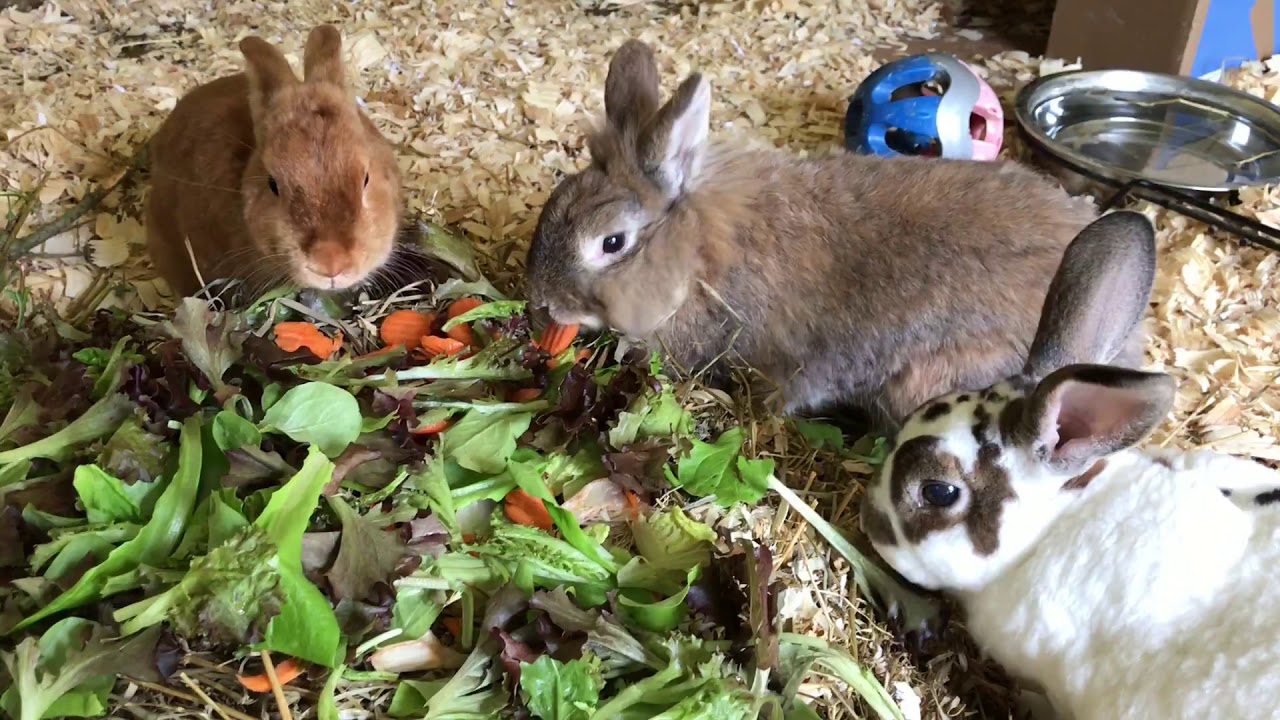 Bunnies eating salad YouTube