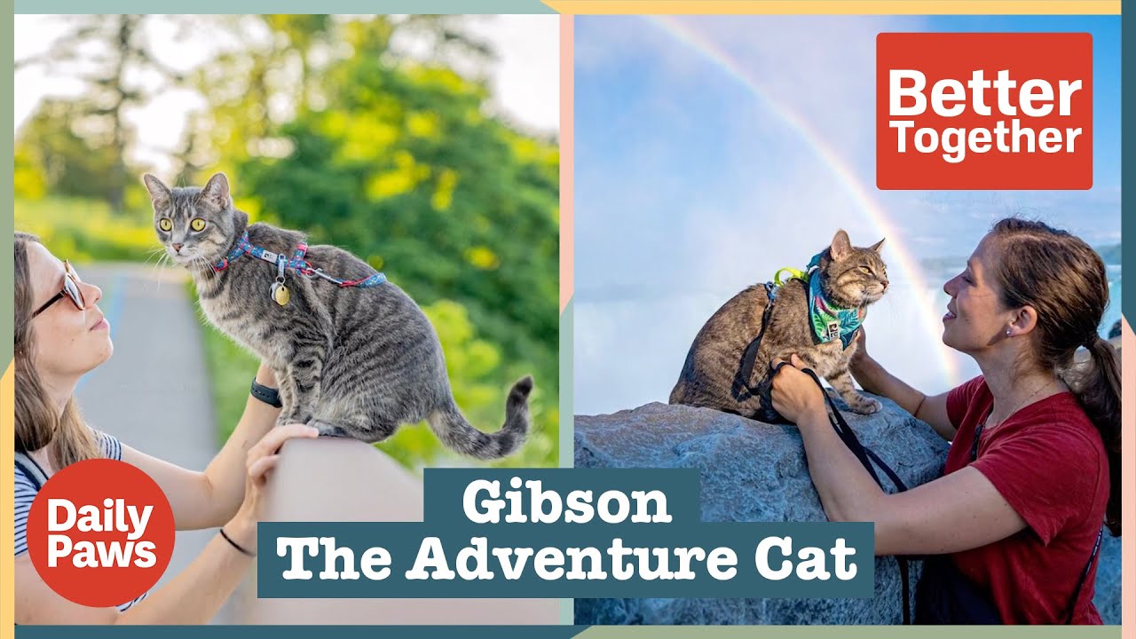 Gibson is The Ultimate Adventure Cat | Better Together | Daily Paws