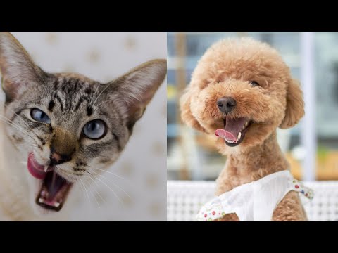 Funny Pet Videos | Funny Animal Compilation | Funny Dog Compilation