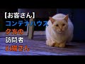 コンテナハウスにお客さんがきた。猫 山猫