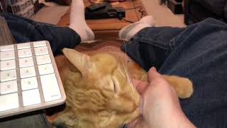 Tango Interrupts My Editing For A Tongue Bath