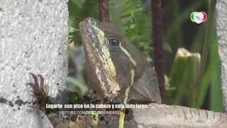 Dino Lagarto Con Pico En La Cabeza Y ¡Cola Enorme Full 