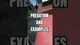 PREDATION AND EXAMPLES #the #relationship #between #predator #and #prey #making #balance#ecology