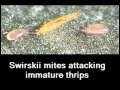 Predatory mites