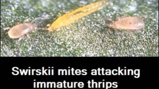 Predatory Mites